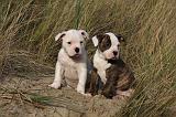 BOULEDOGUE AMERICAIN 183